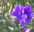 Tibouchina urvilleana.png